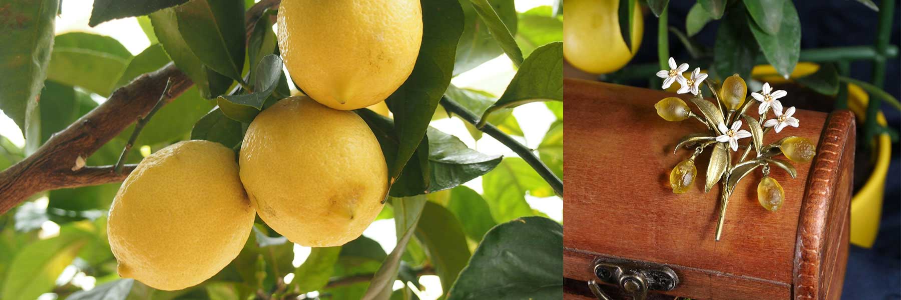 Lemon Drop / レモンドロップ