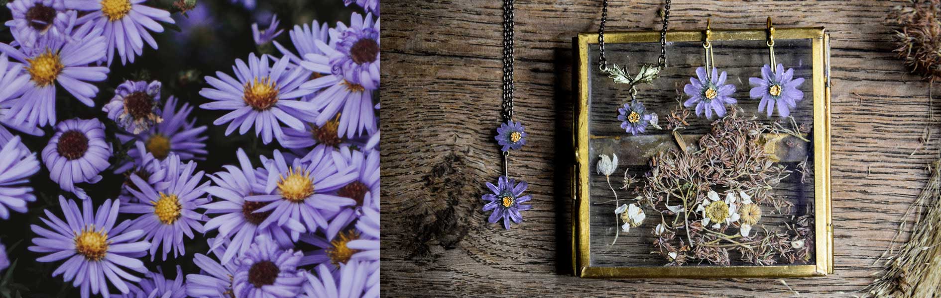 Aster / アスター