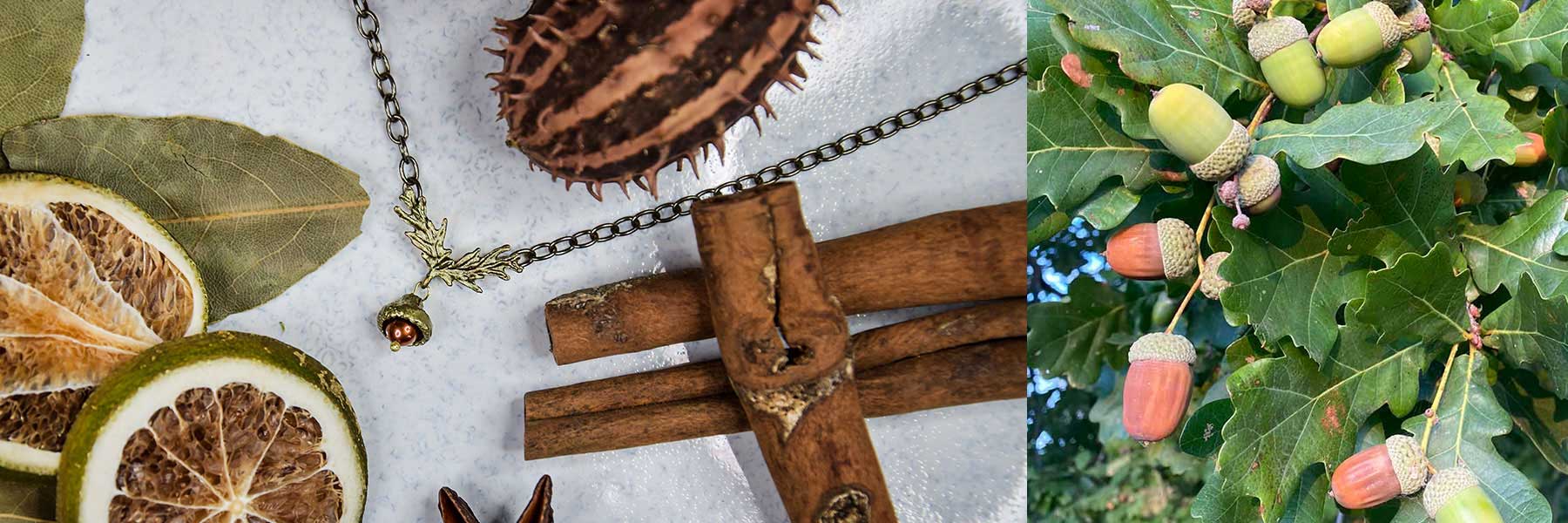 Acorn and Charm /ドングリ