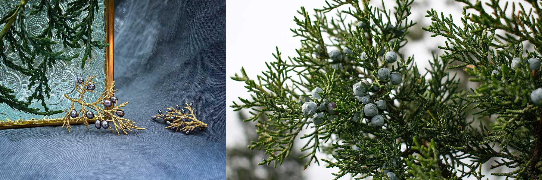 Juniper / ジュニパー