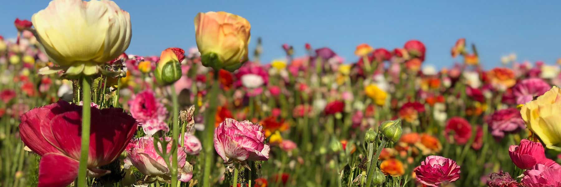 Flower Jewellery / フラワージュエリー