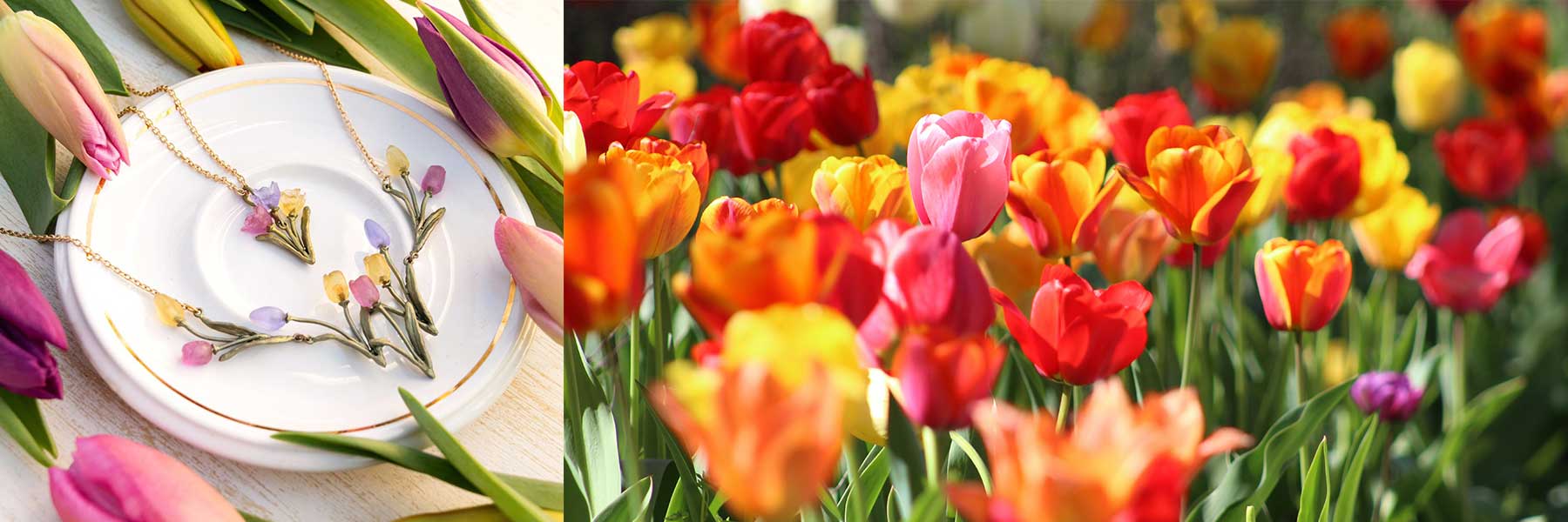 Tulip / チューリップ